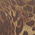 stampa leopard - 847j