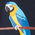 stampa pappagalli blu notte - 603j